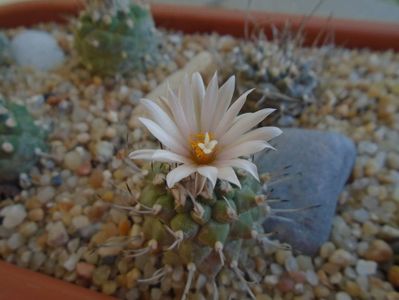 Turbinicarpus hibrid