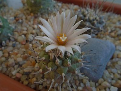 Turbinicarpus hibrid