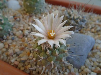 Turbinicarpus hibrid