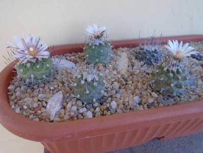 Grup de 8 Turbinicarpus; Turbinicarpus hibrid, 5 ex.                           
Turbinicarpus klinkerianus
Turbinicarpus laui
Turbinicarpus bonatzii
