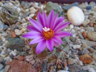 Turbinicarpus viereckii