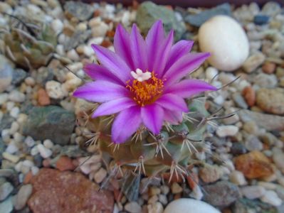 Turbinicarpus viereckii