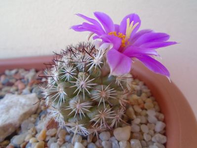 Mammillaria schumannii v. globosa