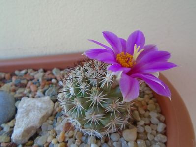 Mammillaria schumannii v. globosa