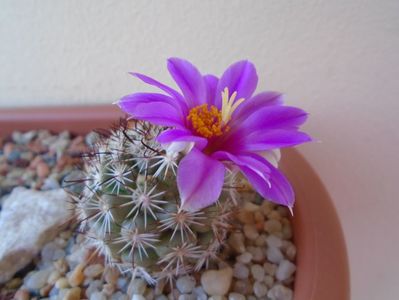 Mammillaria schumannii v. globosa