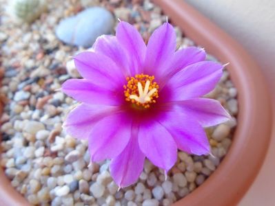 Mammillaria schumannii v. globosa