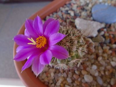 Mammillaria schumannii v. globosa