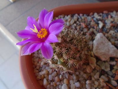 Mammillaria schumannii v. globosa