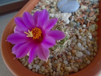 Mammillaria schumannii v. globosa