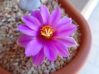 Mammillaria schumannii v. globosa