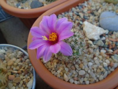 Mammillaria schumannii v. globosa