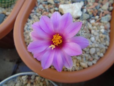 Mammillaria schumannii v. globosa