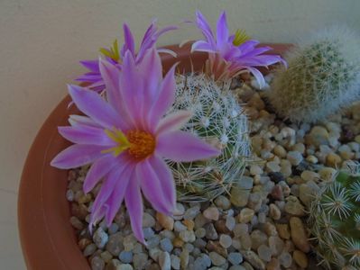 Mammillaria boolii