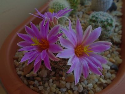 Mammillaria boolii