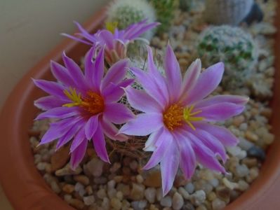 Mammillaria boolii