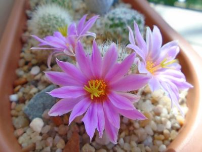 Mammillaria boolii