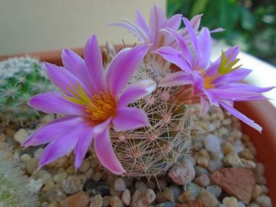 Mammillaria boolii