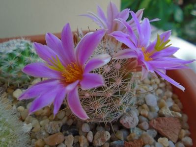 Mammillaria boolii