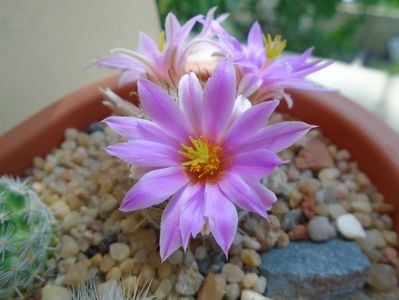 Mammillaria boolii