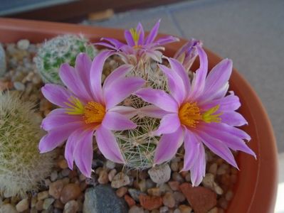 Mammillaria boolii