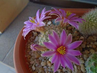 Mammillaria boolii