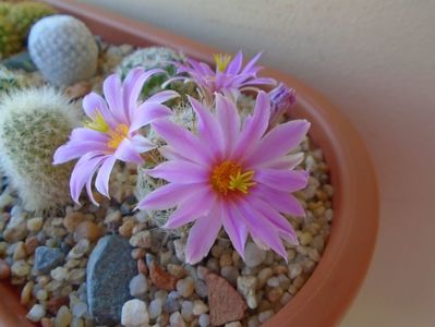 Mammillaria boolii