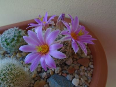 Mammillaria boolii