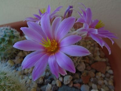 Mammillaria boolii