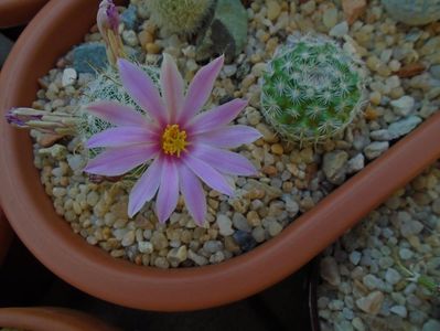 Mammillaria boolii