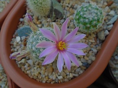 Mammillaria boolii