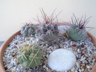 Grup de 4 Thelocactus; Thelocactus hexaedrophorus (3 exemplare diferite)
Thelocactus rinconensis
