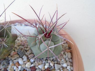 Thelocactus hexaedrophorus 1