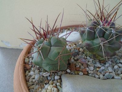 Thelocactus hexaedrophorus 1