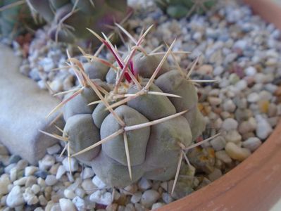 Thelocactus hexaedrophorus 2