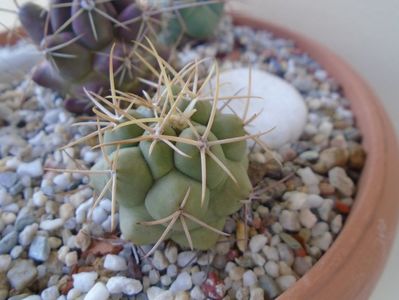 Thelocactus hexaedrophorus 3