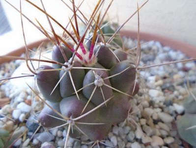 Thelocactus rinconensis