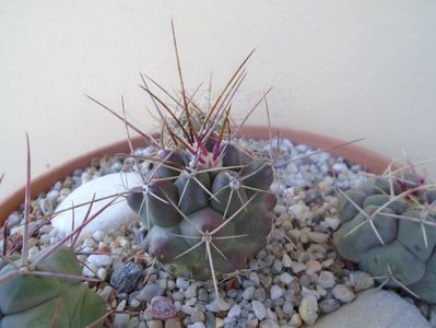 Thelocactus rinconensis