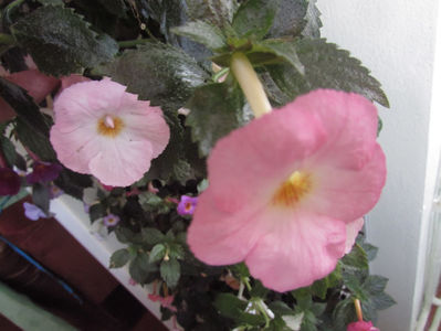 Vie en rose,
