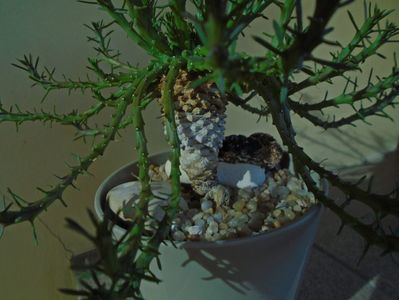 Euphorbia flanaganii (caput-medusae)