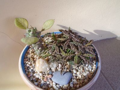 Euphorbia decaryi & Monadenium ritchiei