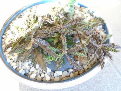 Euphorbia decaryi