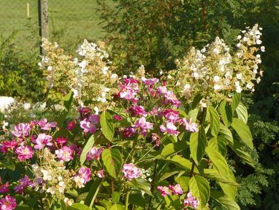 hydrangea pan. Pink Diamond si Robin Hood
