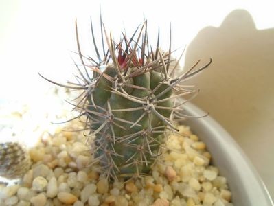 Pyrrhocactus andreaeanus (Eriosyce andreaeana)