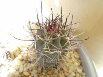 Pyrrhocactus andreaeanus (Eriosyce andreaeana)