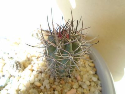 Pyrrhocactus andreaeanus (Eriosyce andreaeana)