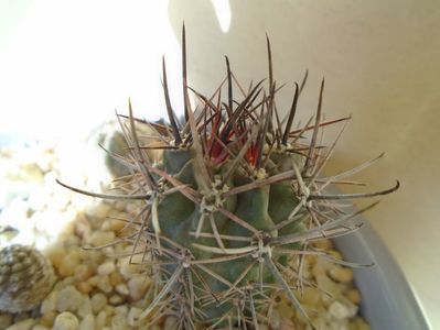 Pyrrhocactus andreaeanus (Eriosyce andreaeana)