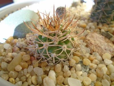 Pyrrhocactus bulbocalyx (Eriosyce bulbocalyx)