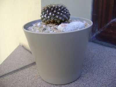 Copiapoa humilis ssp. tenuissima