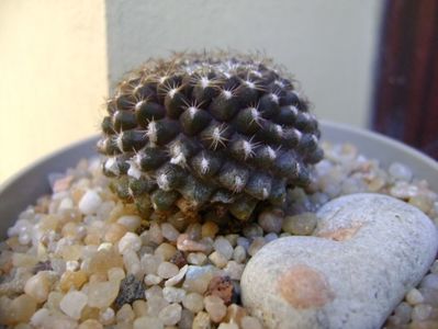 Copiapoa humilis ssp. tenuissima