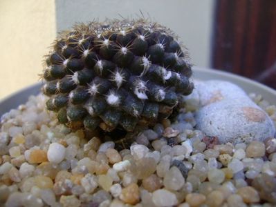 Copiapoa humilis ssp. tenuissima